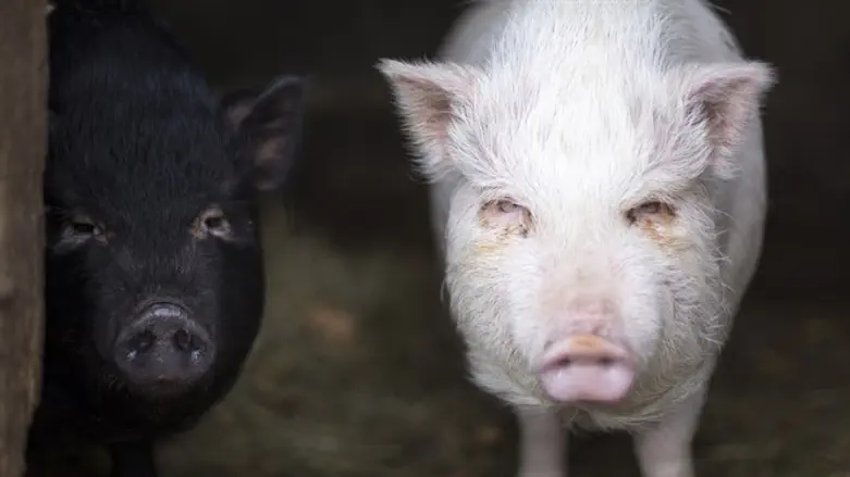 Baby pigs (Illustration)