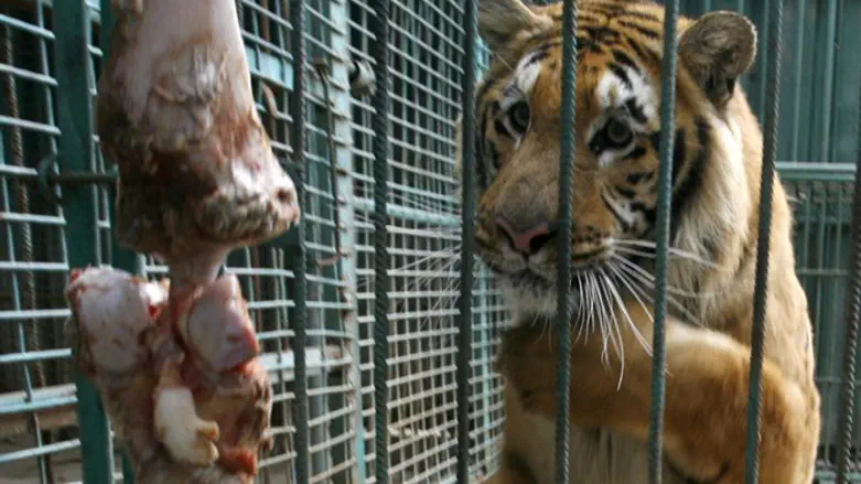 Tiger at Khan Younis zoo, Gaza