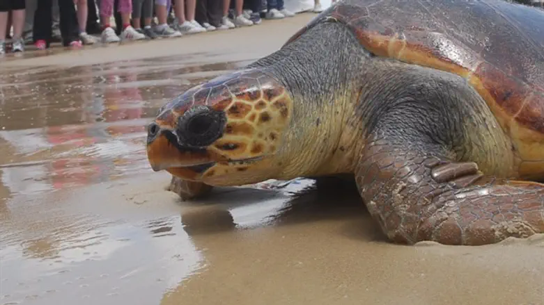 Sea turtle (Illustration)