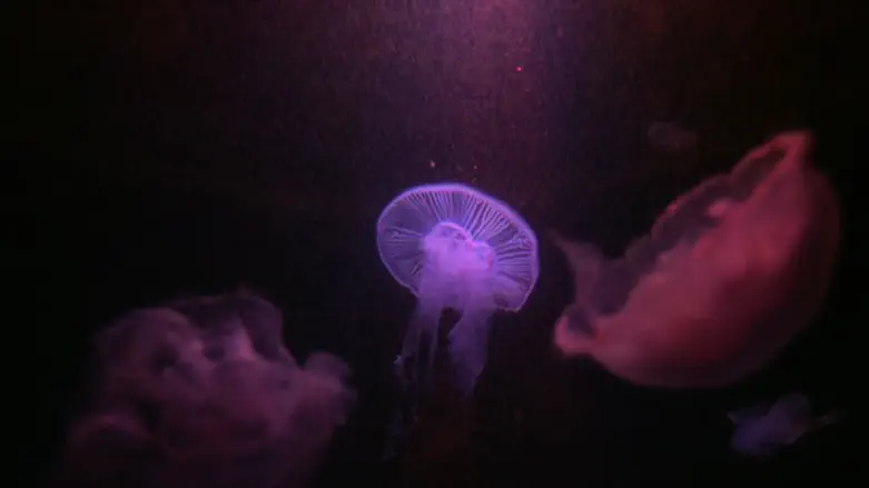 Jellyfish