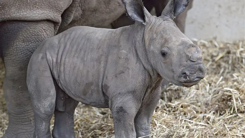 הקרנפון החדש טופאק