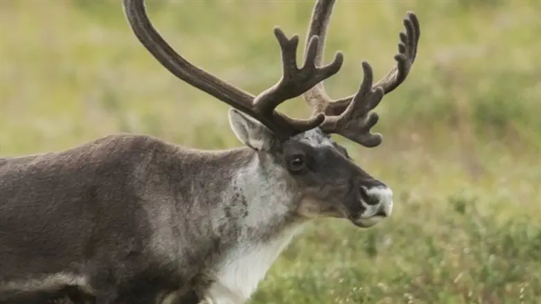 Caribou (Illustration)
