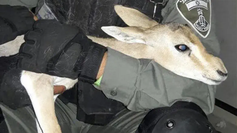 העופר הקטן שחולץ