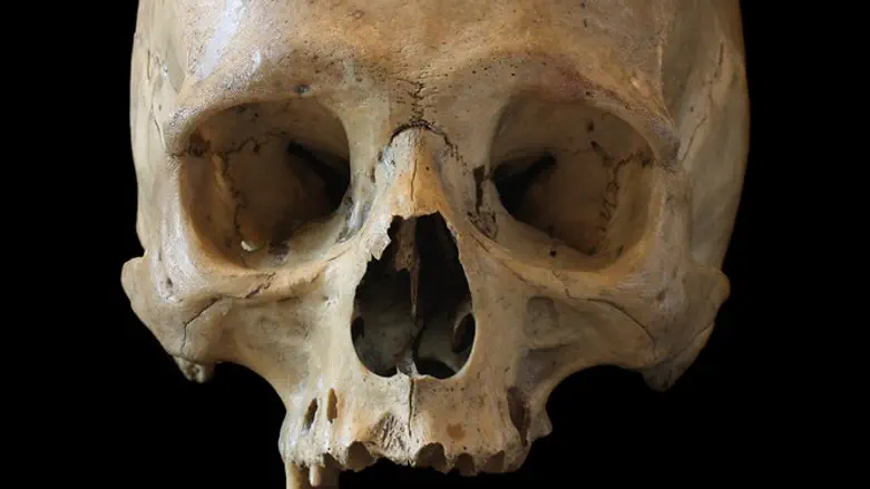 Skull (illustration)