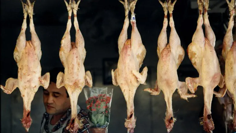 משחטת עופות. אילוסטרציה