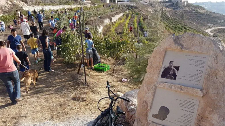 בציר ראשון בכרם ע"ש עמנואל מורנו