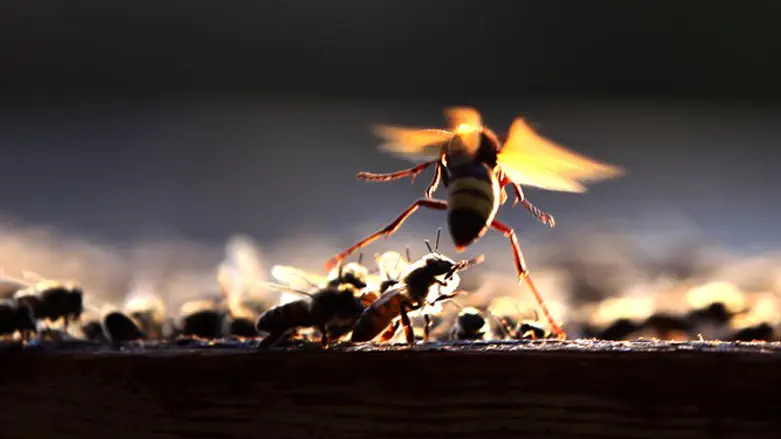 צרעות. ארכיון