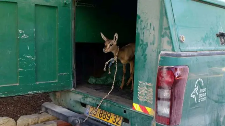 העופר שחולץ מבית המבוקש הפלסטיני