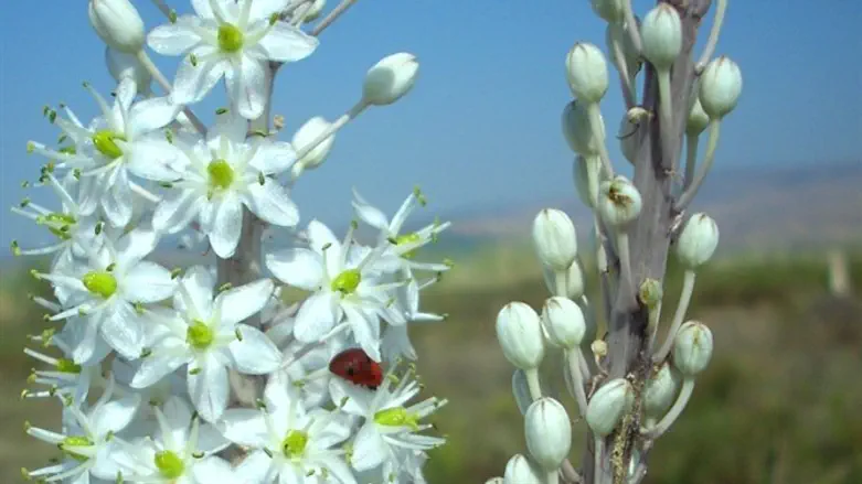חצבים בכנרת