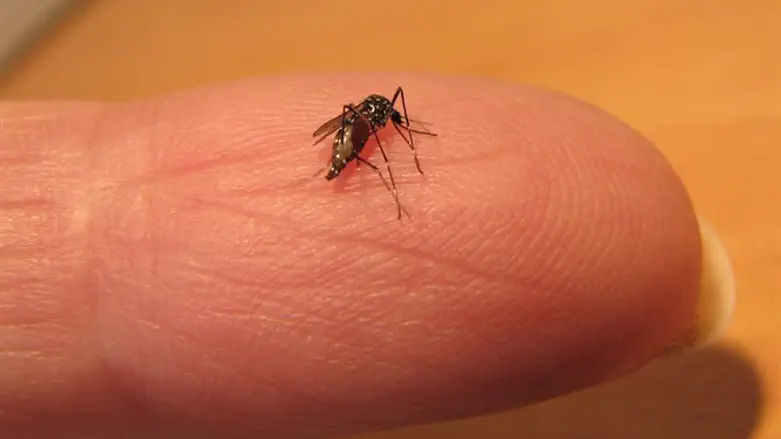 יתוש הטיגריס האסייתי