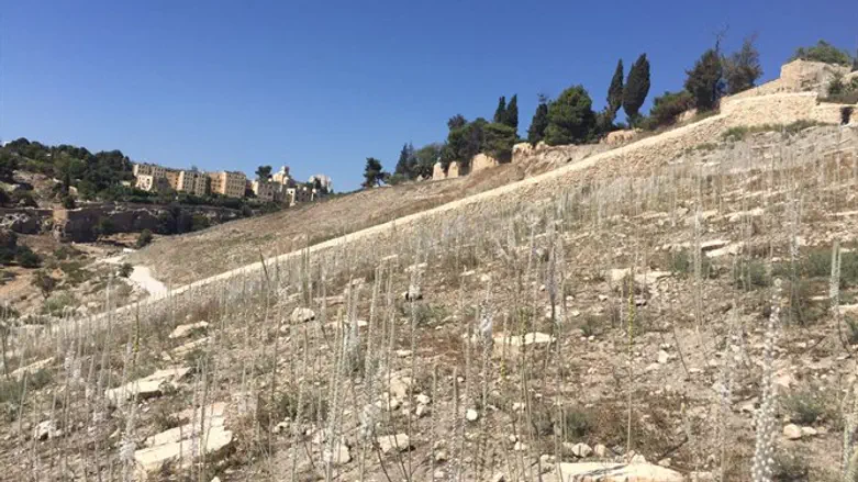 חצבים בסמבוסקי