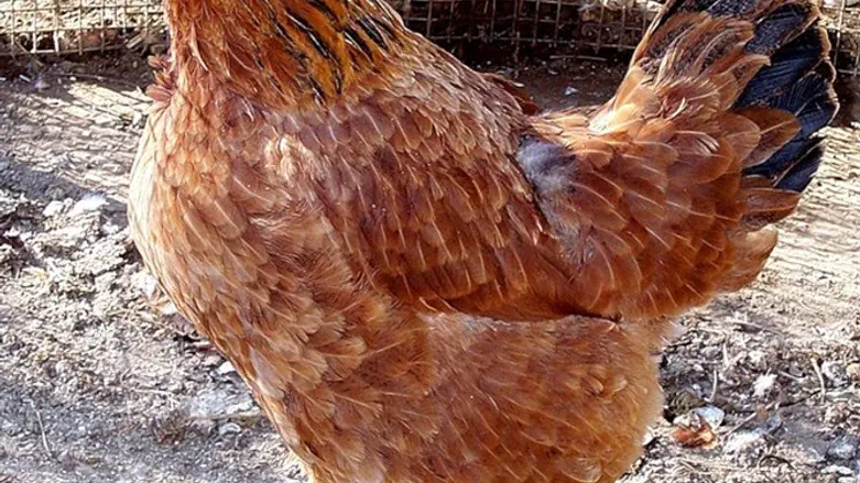 Chicken (archive)