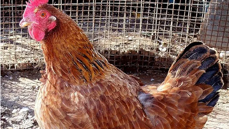 Chickens can be traumatized too