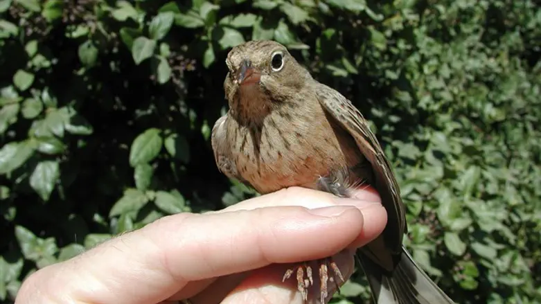  גבתון אדום מקור