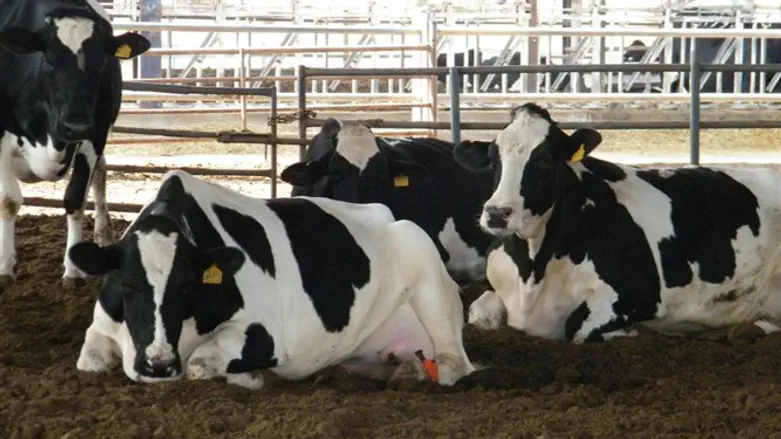 הפרות הוחזרו לבעליהן