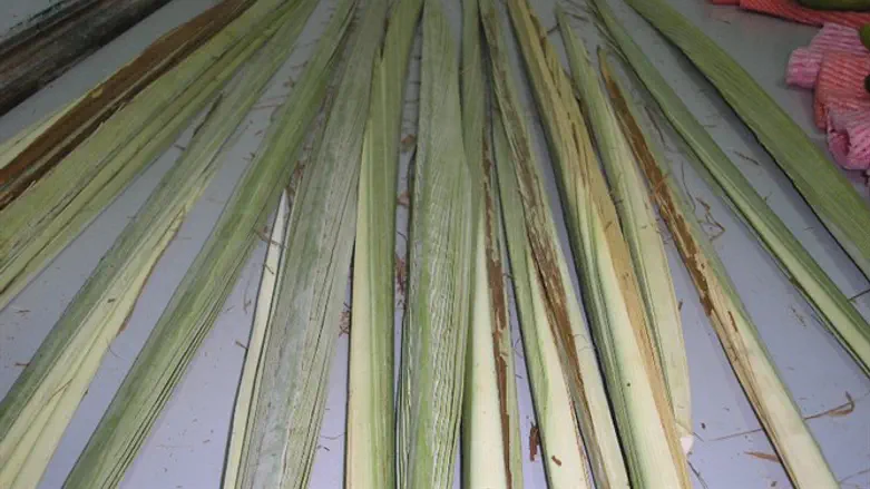 Lulavs - Palm branches