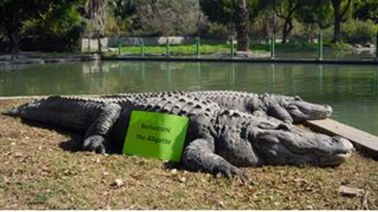 ברלוסקוני התנין