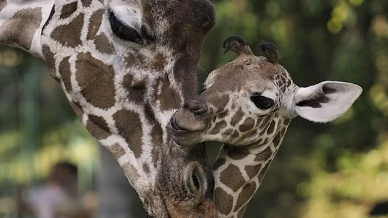 ג'ירפות בספארי
