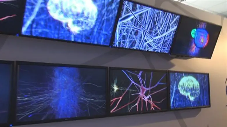 Brain exhibit