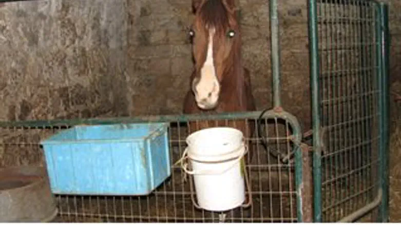 אחד הניצולים