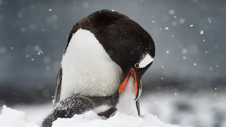 הורה מאכיל גוזל