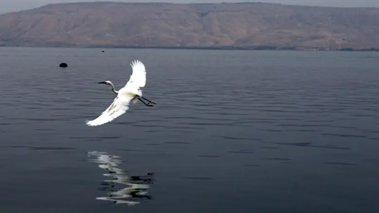 Kinneret (Sea of Galilee)