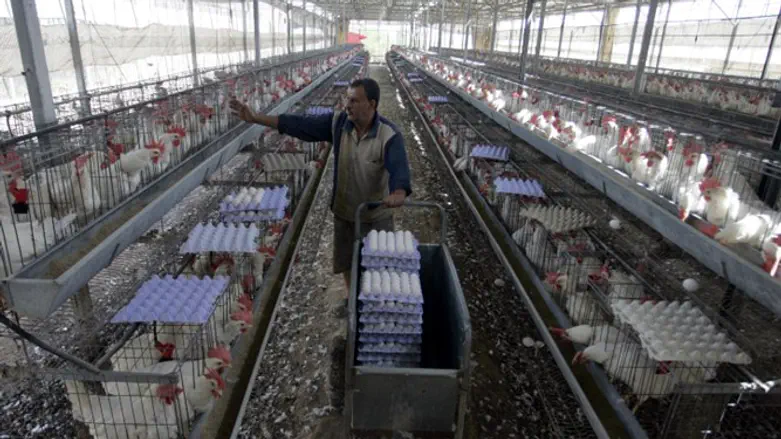 לול תרנגולות 