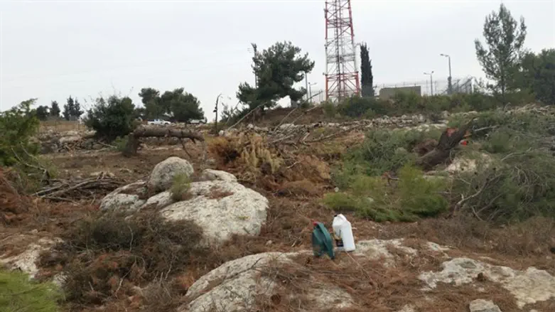 כריתה מסיבית של עצים