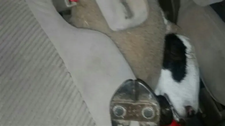 כבשים חנוקות ברכב