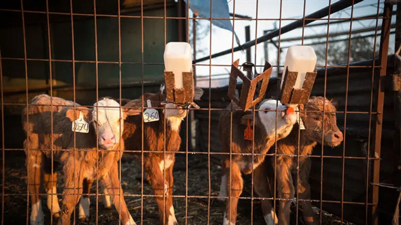 בקר. אילוסטרציה