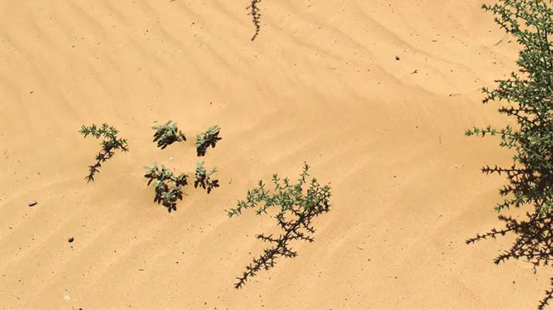 כריה לא חוקית. חול