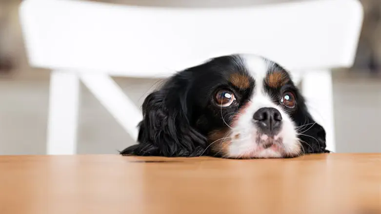 What's your dog thinking about?