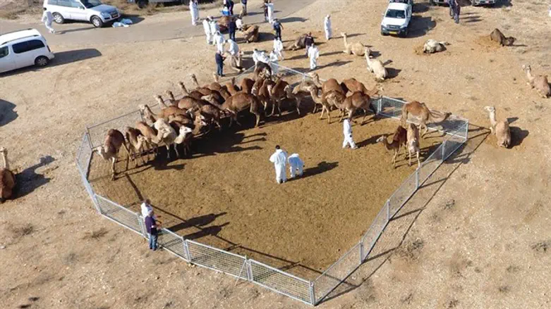 החרמת הגמלים