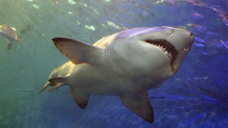 Shark (illustrative)