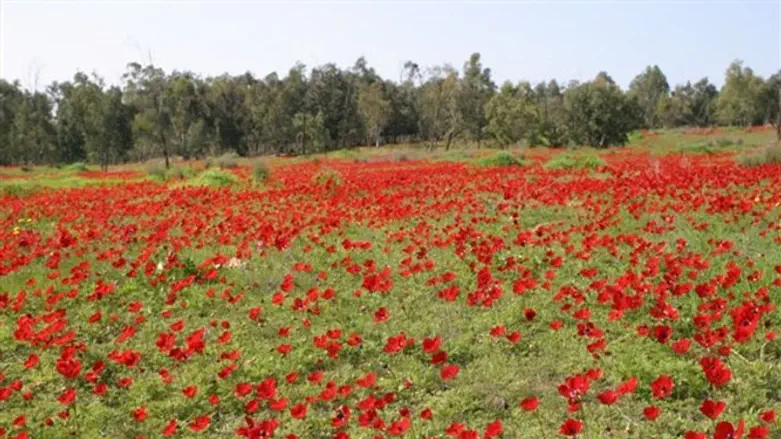 כלניות ב"דרום אדום"