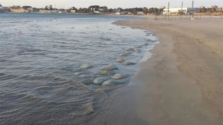 נשארות על החוף. מדוזות