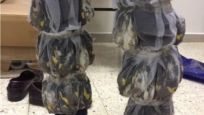 סוכל ניסיון הברחת חוחיות