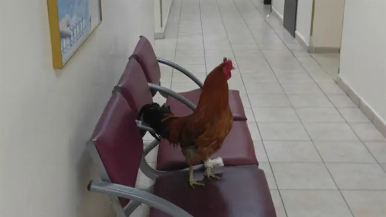 התרנגול בתחנת המשטרה