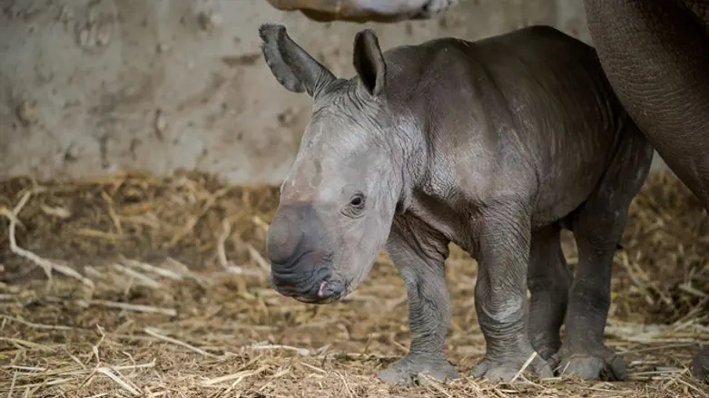 Baby Rami with his mother Rihana