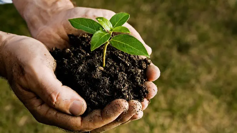 Tree Planting