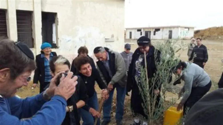 AFSI plants trees at Shdema