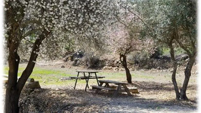 העמק לבש לבן