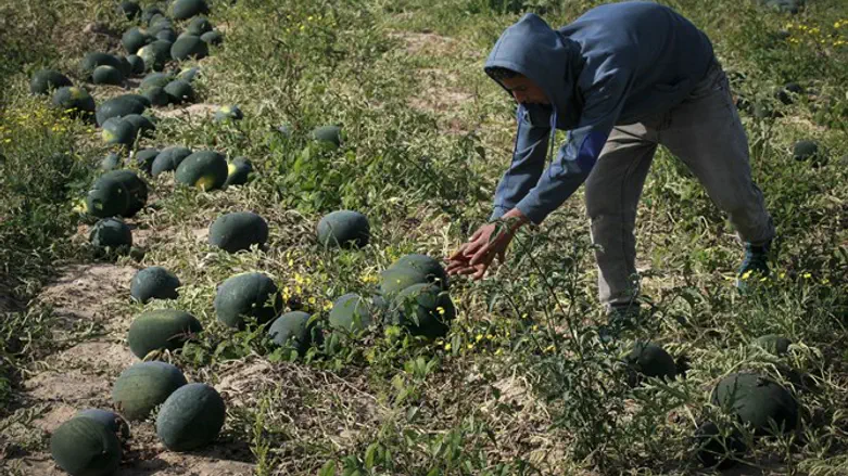 חקלאות, ארכיון
