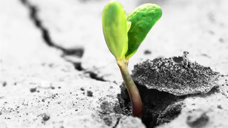 כל הירוק והטוב שהוא מעריף עלינו