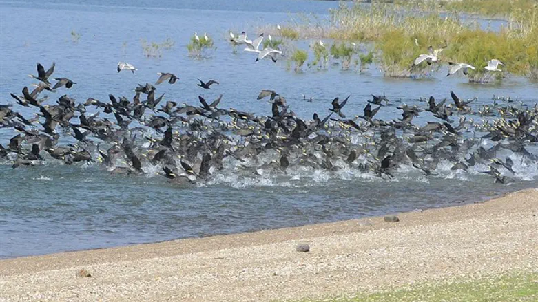 עונת הנדידה בכנרת