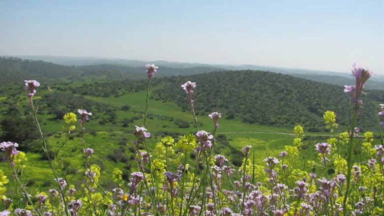 פסטיבל ירוק ולא רחוק