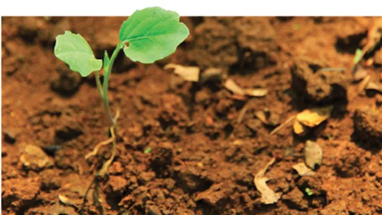 מלך ממית ומחיה, ומצמיח