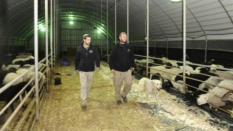 "כשהגנבים רואים אנשים ערים, הם בכלל לא מתקרבים". בעל עדר ומתנדב