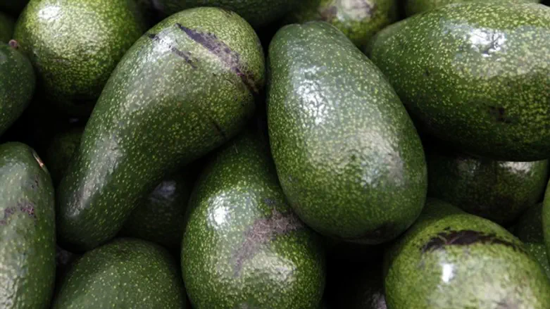 פתרונות לגידולי האבוקדו
