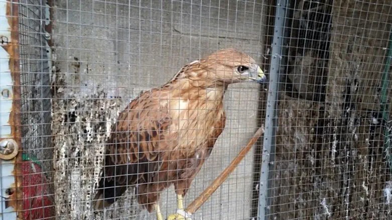 העקב העיטי שנתפס